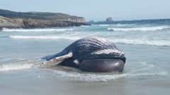 Aparece una ballena jorobada en la playa de Marmadeiro