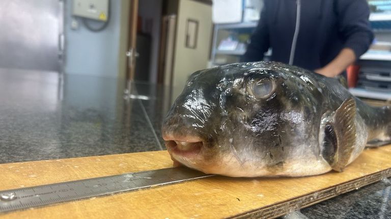 Ejemplar de tamboril de tierra antes de su estudio en el Centro Oceanogr�fico de Vigo