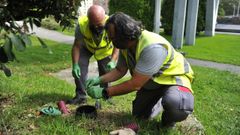 Dos trabajadores del servicio de control de plagas instalando un cebo en Elvi�a