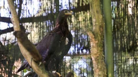 En Avifauna se pueden encontrar aves de 150 especies distintas