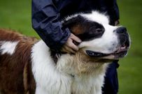 El can estaba recluido desde el mes de julio. 