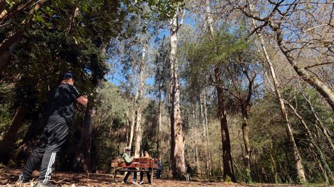 Expertos recomiendan para O Av�, de 68 metros y 150 a�os, una <span lang= gl >�morte digna e en p�</span>