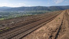Nueva plantaci�n de vi�edo apta para el uso de maquinaria en Quiroga
