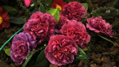 �Mira las fotos de la exposici�n de la camelia sasanqua de Boiro!