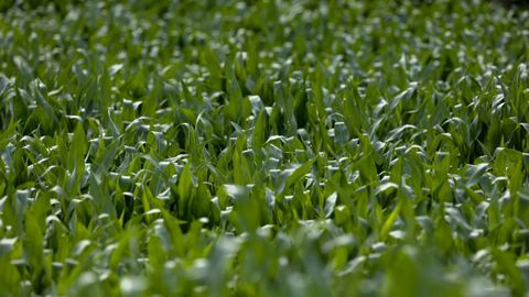 Cultivo de ma�z, un cereal fundamental para el sector l�cteo