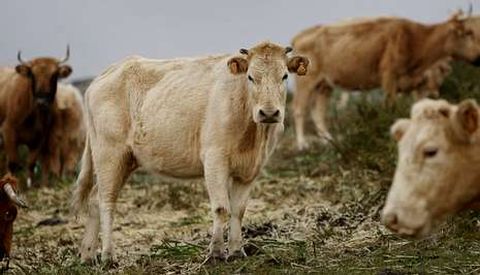 La Unin Europea destina cuatro ayudas especfica para leche y carne de bovino.