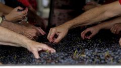 Selecci�n de la uva tras la vendimia a la entrada de una bodega de Ribeira Sacra
