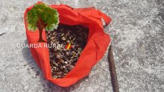 Fueron 2,87 kilos de percebes los intervenidos este jueves a un furtivo en A Illa da Estrela.