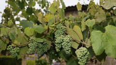 Imagen de un vi�edo de albari�o de R�as Baixas