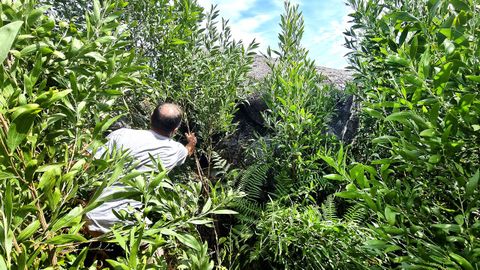 O camiño ao Outeiro dos Martiños está tomado por acacias