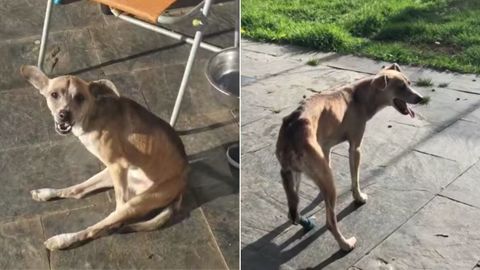 El peque�o Dylan, antes (cuando no pod�a mover las patas traseras) y despu�s de los cuidados veterinarios de Mundo Vivo