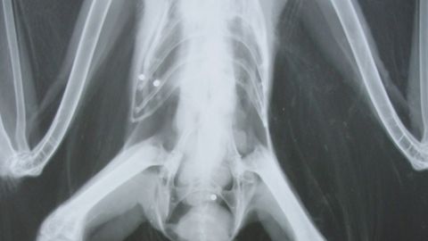 Radiografa de un ave con perdigones de plomo 