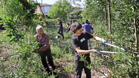 Campa�a de la comunidad de montes de Teis para eliminar acacias en el a�o 2025