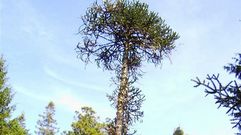 �Cu�l es el mejor �rbol de Europa?