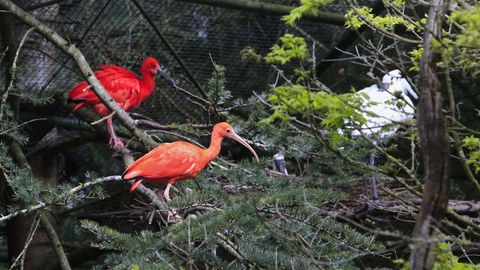 Los ibis escarlata destacan entre el resto de aves de su alojamiento.