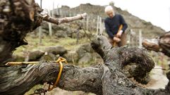 Atado de cepas con mimbres, a la usanza tradicional, en una vi�a de la ribera del Mi�o