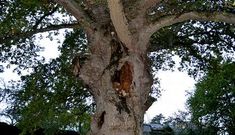 Na imaxe, un dos ocos do carballo, no que � m�is doado encestar as pedras.