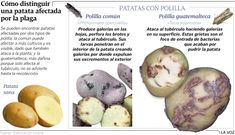 C�mo distinguir una patata afectada por la plaga