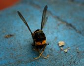 Una avispa asi�tica muerta.