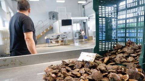 En la foto, una descarga de zamburi�as en las �ltima campa�a, el pasado verano. DELGADO