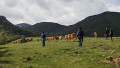 Una decena de personas acompa�� a los pastores en la traves�a que realizan todos los a�os desde Piornedo hasta Le�n en busca de los mejores pastos para el ganado