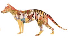 Ilustraci�n del tigre de Tasmania.