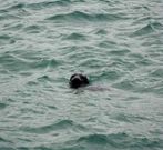 Imagen de la foca en Suevos captada por un aficionado.