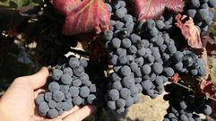 Menc�a. La variedad tinta mayoritaria en la Ribeira Sacra podr�a tener su origen, a trav�s de sucesivos cruces, en una uva blanca de origen centroeuropeo introducida por los monjes. La gen�tica confirmar�a en este caso el papel del Camino de Santiago en la configuraci�n del vi�edo