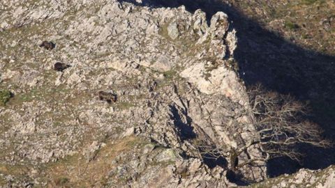 Avistamiento de osos en Cangas del Narcea