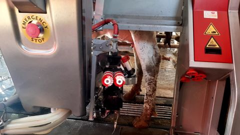 Una vaca en el robot de orde�o
