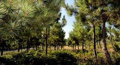 Plantaci�n de pinos, uno de las variedades m�s abundantes de la zona, en una finca de Carballo.