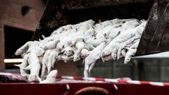 Visones sacrificados en Farre, Dinamarca