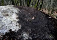 Uno de los grabados que estaban ocultos bajo una capa de musgo