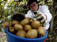 La campa�a acumula ya 15 d�as de retraso y la recogida depender� de c�mo evolucione el tiempo.