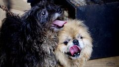 Animales rescatados en una vivienda en Vigo