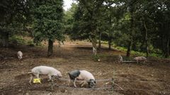Porcos celtas en la aldea modelo de Osmo, en Cenlle
