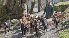 Las cabras de Antonio pastan en terrenos de un monte vecinal en man com�n ayudando a la lucha contra el fuego