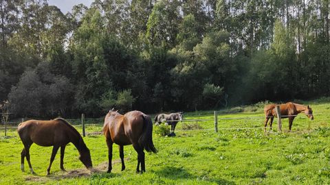 Los caballos pastan por la finca del lugar de Bordo