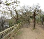 Poda en la senda que comunica las playas de La�o y Covelo. 