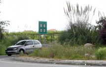 La ca�a de bamb� est� muy extendida en zonas de marismas, sobre todo en A Lanzada. 