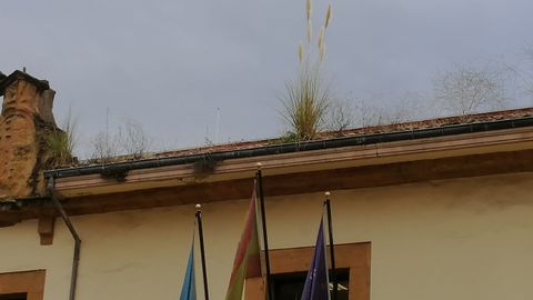 Plumero de la pampa en un edificio del Ministerio de Energ�a y Turismo en Oviedo