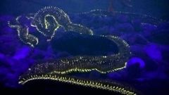 As� es el poliqueto gigante que quieren capturar en O Grove