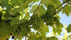 La�modificaci�n adapta el marco nacional al paquete vino de la Uni�n Europea