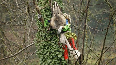 Una máscara encaramada a un árbol en el Entroido de Santiago de Arriba