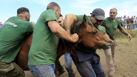 Los aloitadores se emplearon a fondo para dominar a las reses.