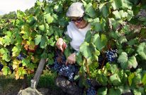 Cepas de menc�a con abundante carga de racimos en la ribera chantadina de San Fiz. 