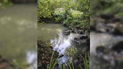Vertido de fecales al r�o Gallo, en Cuntis, por fallos en la depuradora de aguas residuales de Meira