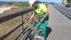 Reparaci�n de la pasarela de madera de la PO-308 en A Lanzada