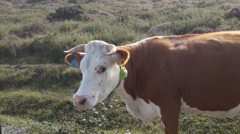 Una de las vacas de Manuel Capn que viven en libertad en los montes del concello de Muras con el collar