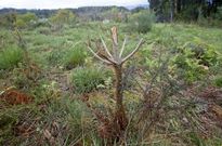 Los caballos y v�ndalos se cebaron con repoblaciones de frondosas y con�feras de Salcedo. 